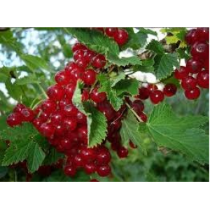 Саженцы Комплект 5шт / Смородина Вика (Красная)