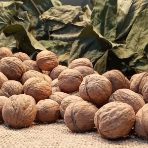 Грецкий орех Великан Грецкий орех Великан